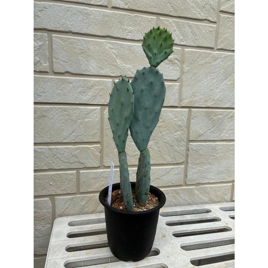 ウチワサボテン オプンティア 大丸盆（0921） オシャレな観葉植物