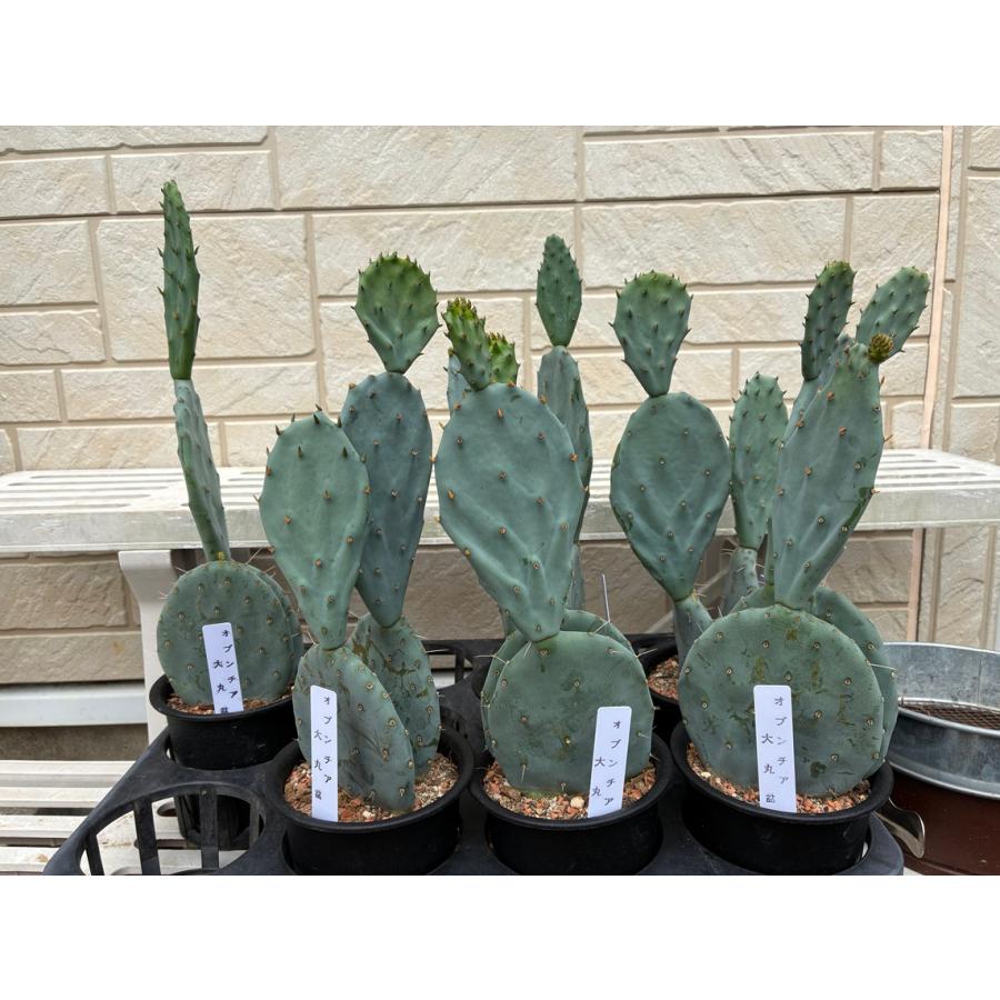 ウチワサボテン オプンティア 大丸盆（0921） オシャレな観葉植物