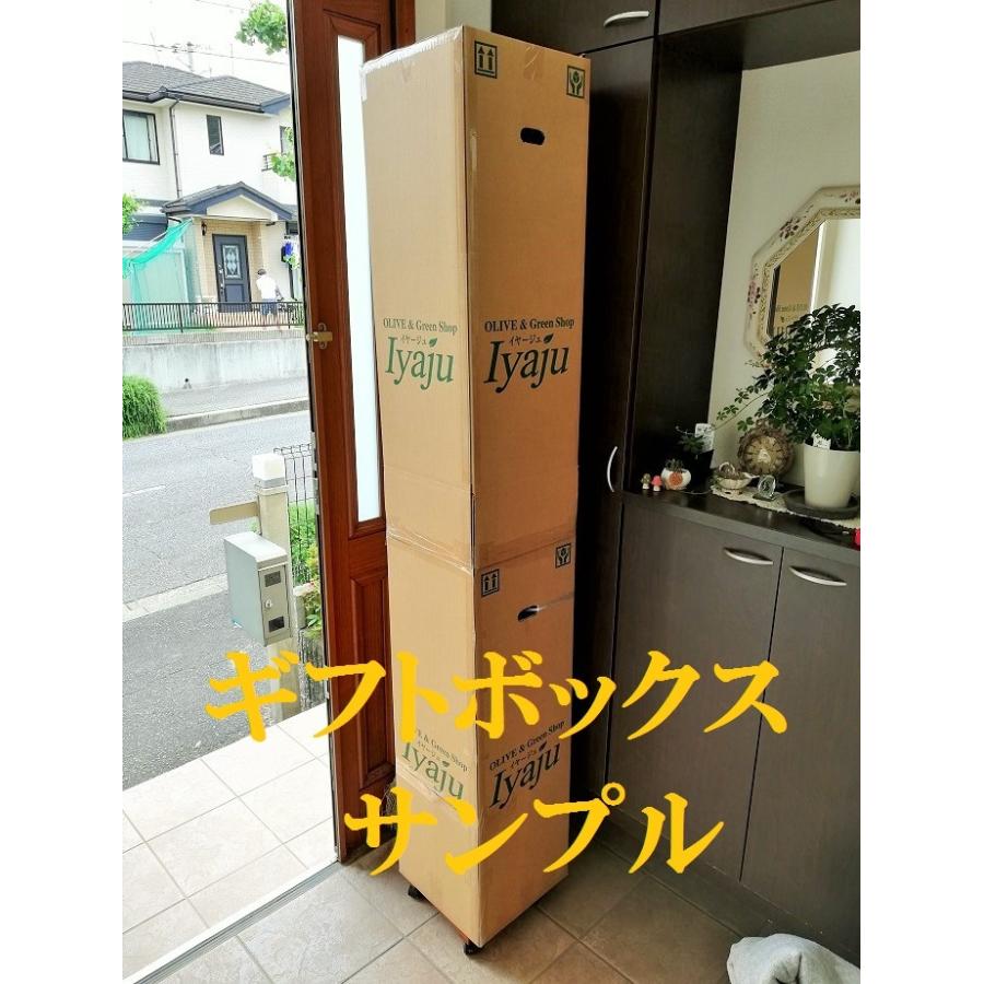 ポイント3倍 フィカスウンベラータ 8号（0720）中型 観葉植物