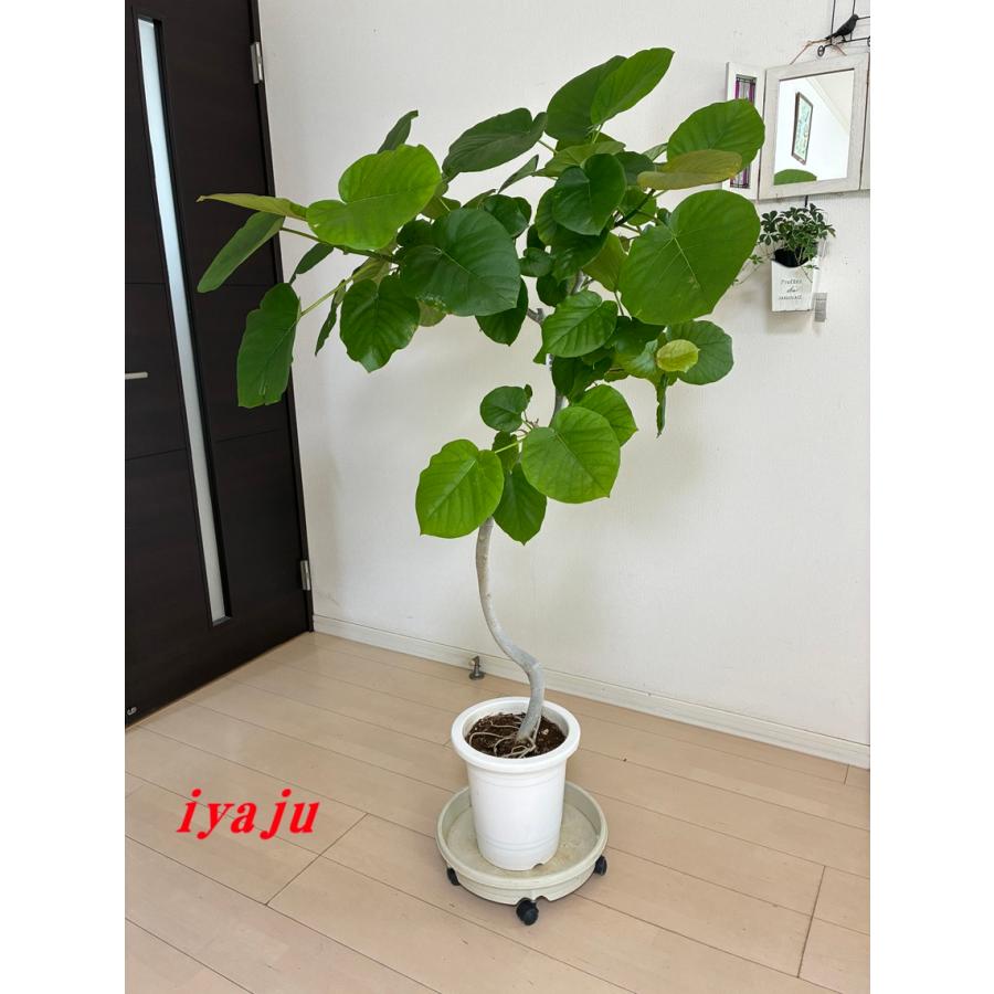 ウンベラータ 8号 中型 螺旋曲がりタイプ オシャレな観葉植物 この秋の