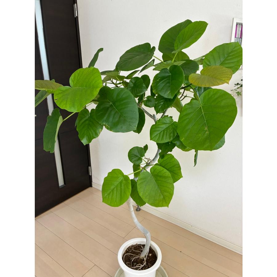8000円から5千円に値下げいたします！ウンベラータ✨ 観葉植物】ウンベラータ(5号 プラ鉢付き ストライプ ホワイト