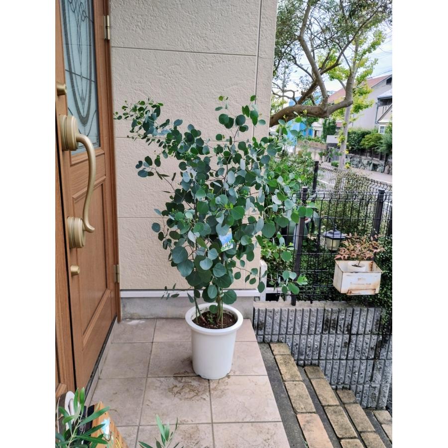 ユーカリ ポポラス苗 ポリアンセモス 苗 可愛い丸葉 120cm 8号鉢 大型 丸葉ユーカリポポラス＜ポリアンセモス＞ 8号（観葉植物：0714