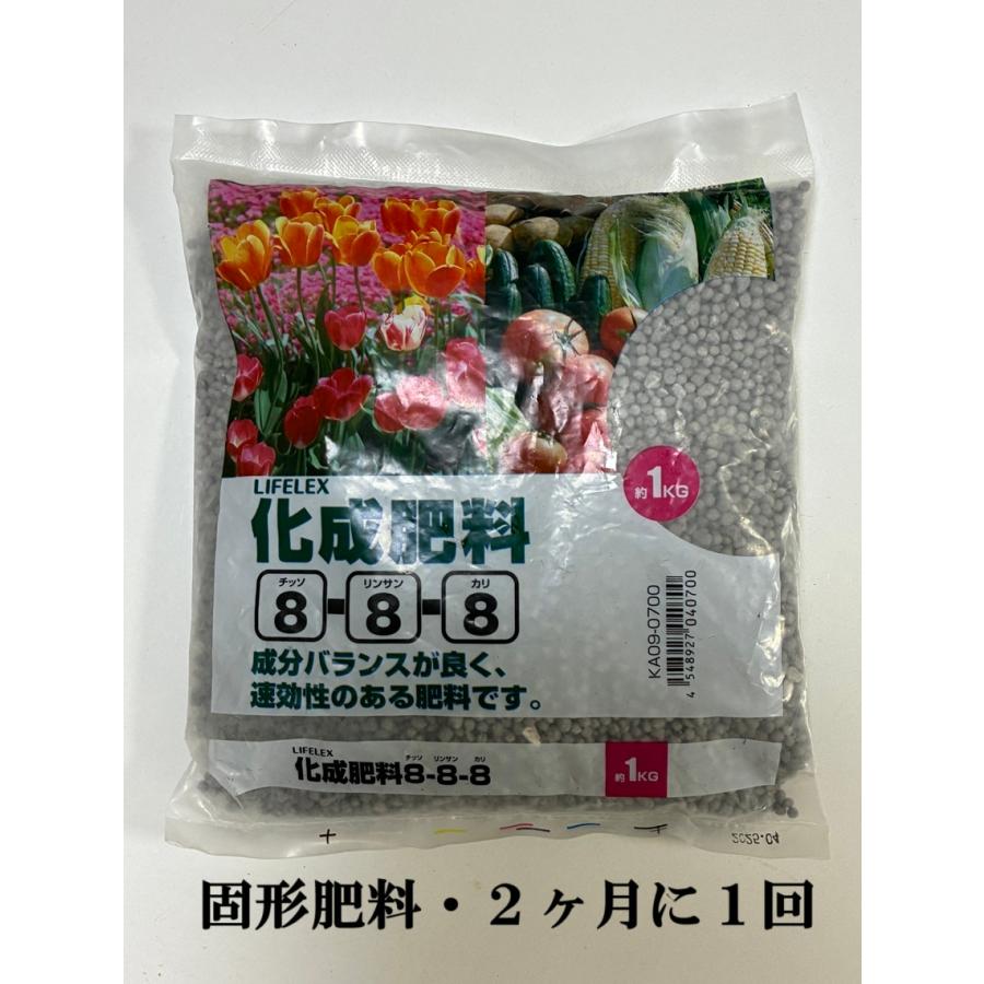 丸葉ユーカリポポラス＜ポリアンセモス＞ 9号（観葉植物：1022） 新築