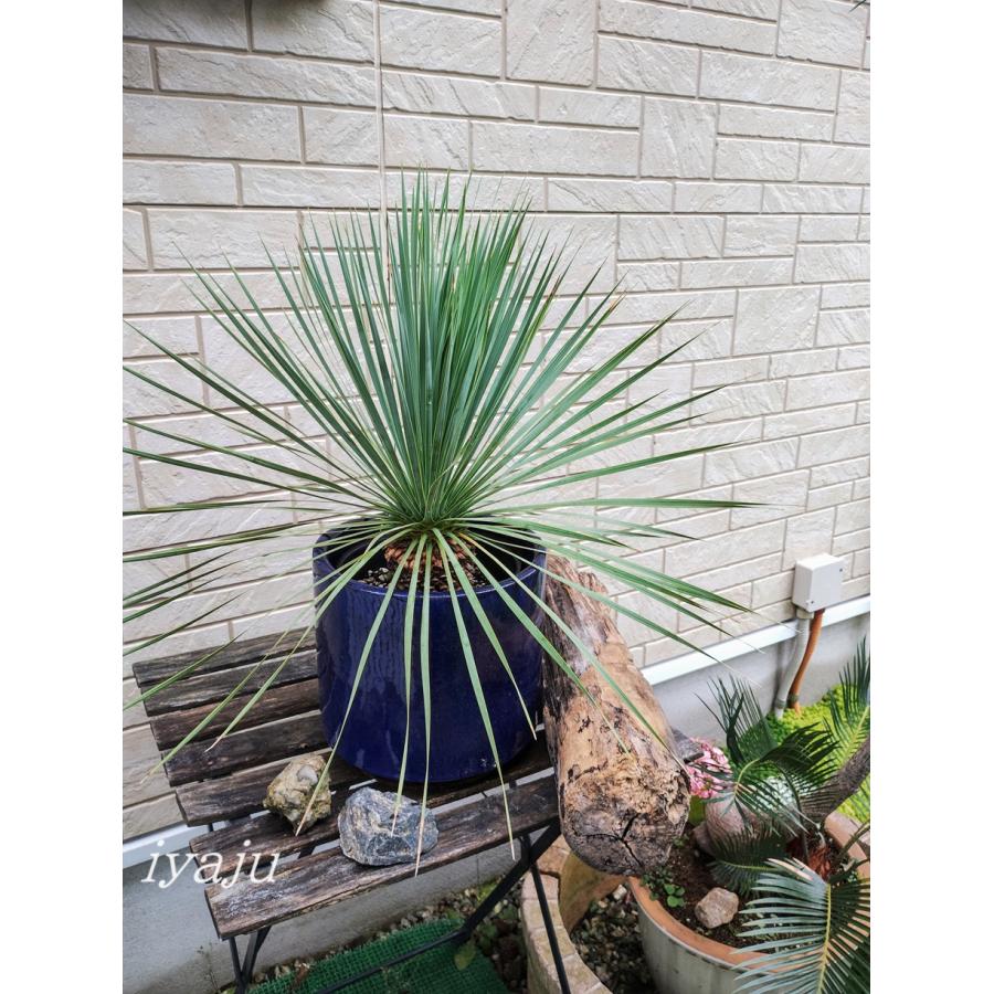 ユッカ ロストラータ 9号（0615） 耐寒性観葉植物 ドライガーデン