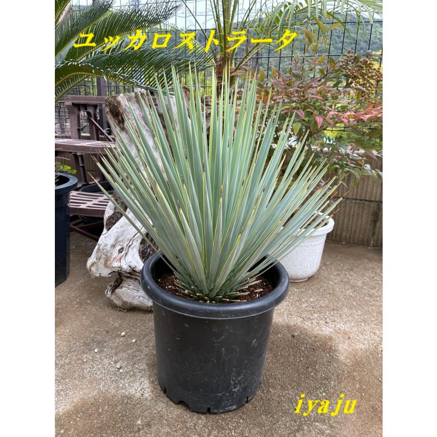ユッカ ロストラータ 9号（0920） 耐寒性観葉植物 ドライガーデン 