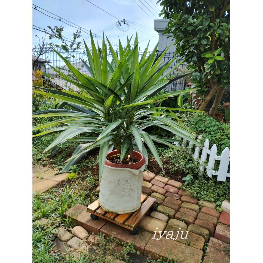 ポイント5倍 ユッカ シルバースター 8号 観葉植物 新築祝い 開店祝い