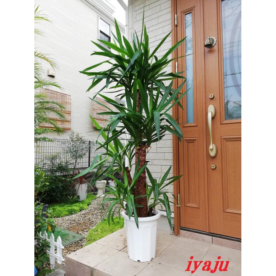 ユッカ 青年の樹 10号 観葉植物 新築祝い 開店祝い オシャレ
