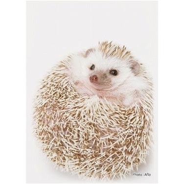 Sugoiスリーブ ふるもっふ 012 はりねずみ ファミコンショップベアーズ 通販 Yahoo ショッピング