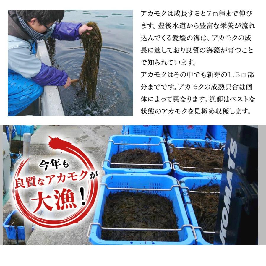16時まで当日発送 あかもく アカモク ぎばさ ギバサ 12 パック 36食分 愛媛県産 天然 海藻 通販 とろろ 食べ方 どんぶり 味噌汁 ...