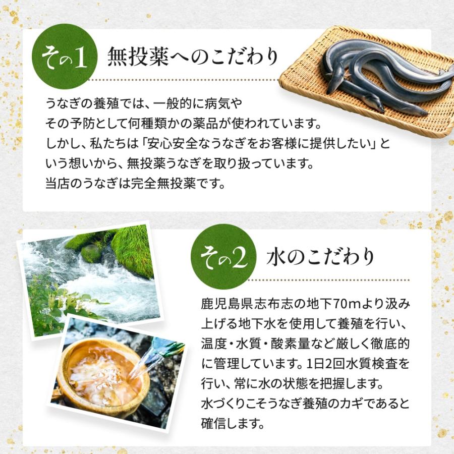 うなぎ 国産 蒲焼き 140g×2尾 16時まで当日発送 鰻 ウナギ unagi 化粧