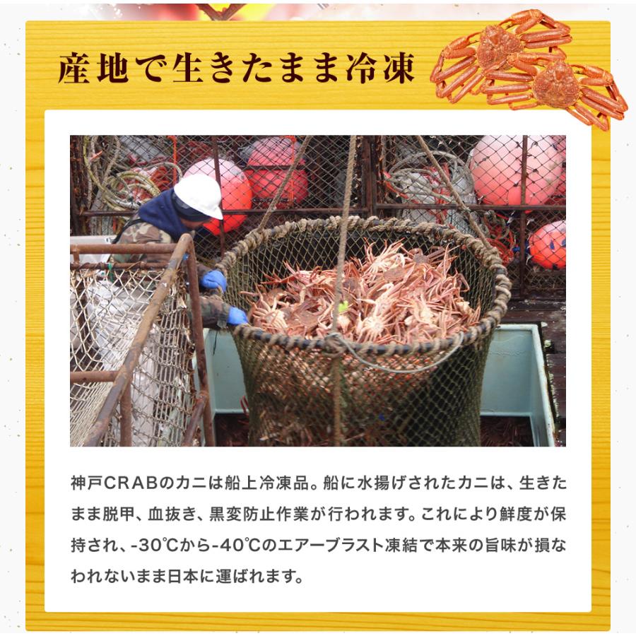 ボイル ズワイガニ 2kg 肩脚 16時まで当日発送 ずわい ズワイ