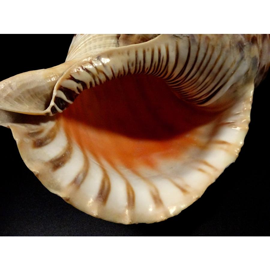 敬逢 時代 法螺貝造 戦笛 大笛 法螺貝笛 ホラ貝 山伏 修験道 密教 護摩