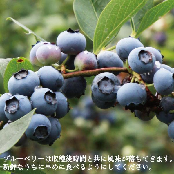 ブルーベリー 生果 ハイビッシュ系 生ブルーベリー 6パック 約600g 1パック 約100g 国産 岡山県産 フルーツ 果物 ギフト クール便|kochikobo|03
