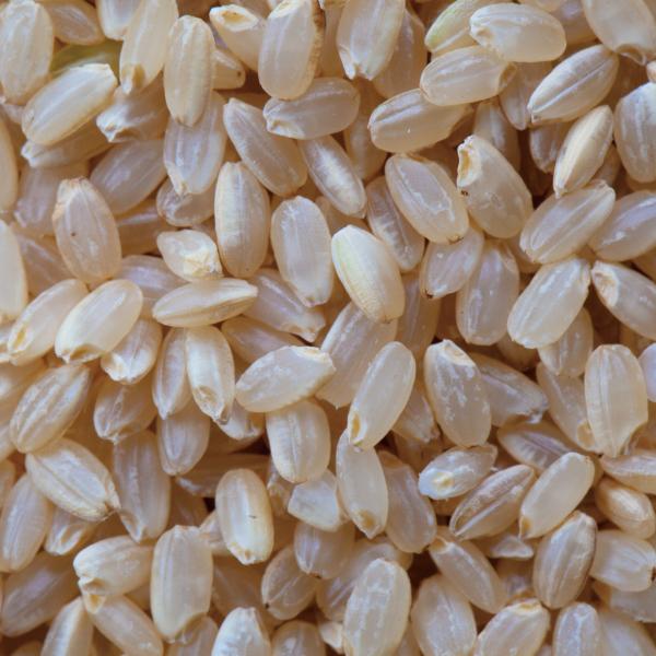 新米 米 30kg 玄米 きぬむすめ 農家直送 晴れの国岡山 岡山の米 新米 米 30kg 玄米 きぬむすめ 農家直送 晴れの国岡山 岡山の米