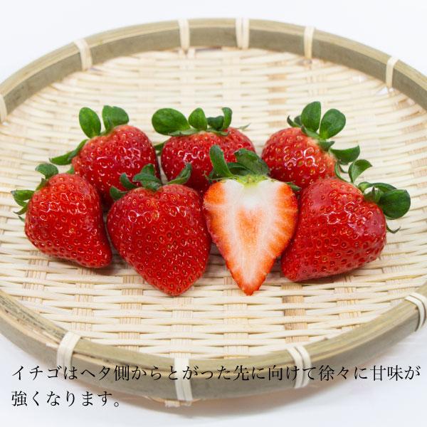 ギフト スターナイト 苺 いちご イチゴ 2パック (1パック15個入り) 約400g strawberry 甘みと酸味のバランスがとてもよく美味しい 産地直送 お取り寄せ｜kochikobo｜04