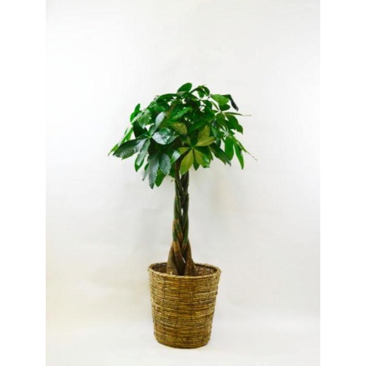 新版 観葉植物パキラ10号サイズ オシャレ竹かご鉢 ダークブラウン Ko 042 胡蝶蘭バンク 通販 Yahoo ショッピング 本店は Www Maxipiso Com Ar