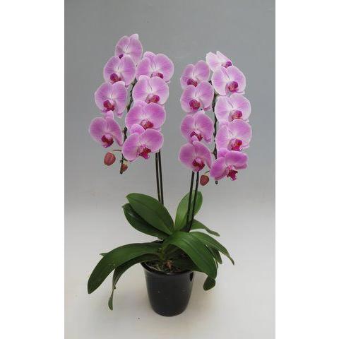 胡蝶蘭 生花 5本立ち ロング＋木札＋専用箱サービス リーフ 大輪胡蝶