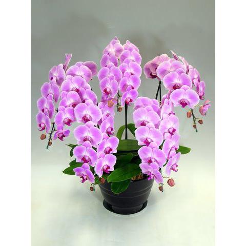 胡蝶蘭大輪5本立ち 50輪前後 ピンク D P 5f C45 胡蝶蘭 花大学 通販 Yahoo ショッピング