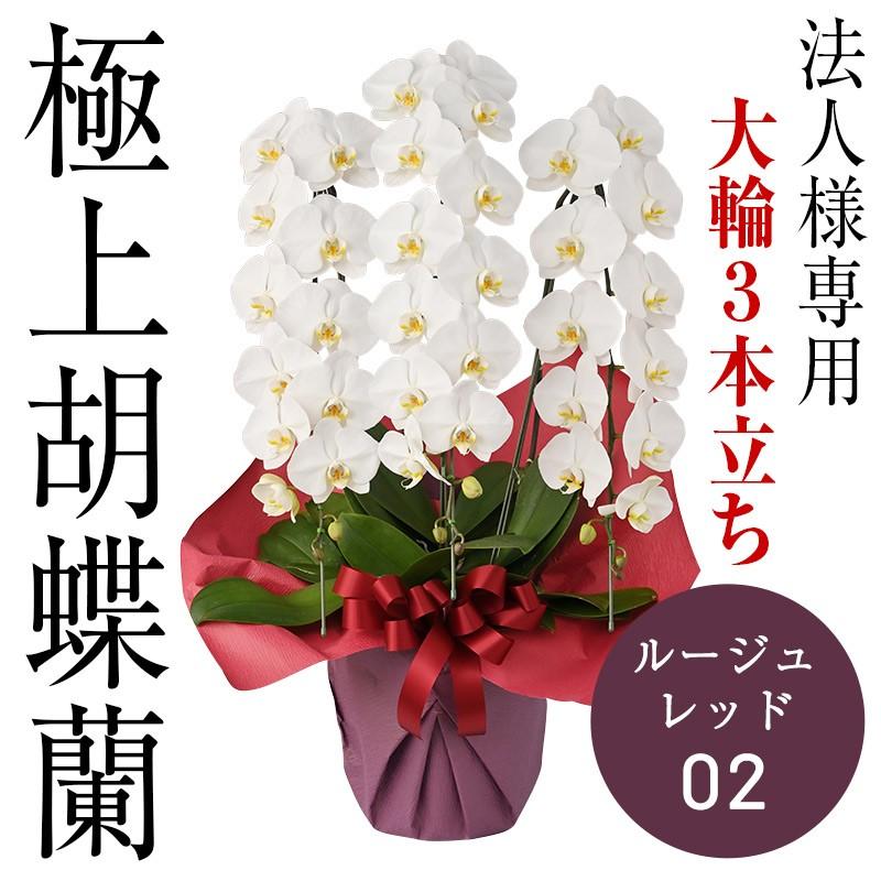 高級 胡蝶蘭 大輪 豪華3本立て 白 45 54輪 立て札なし 豪華ラッピング 02ルージュレッド 贈答品 ギフト Premium3wn O02 プレミアム胡蝶蘭ショップ 通販 Yahoo ショッピング