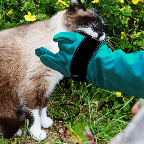 猫科の動物が好きな方へ　革手袋 森のトンネル ねこふき手袋 | 株式会社ビューティーワールド