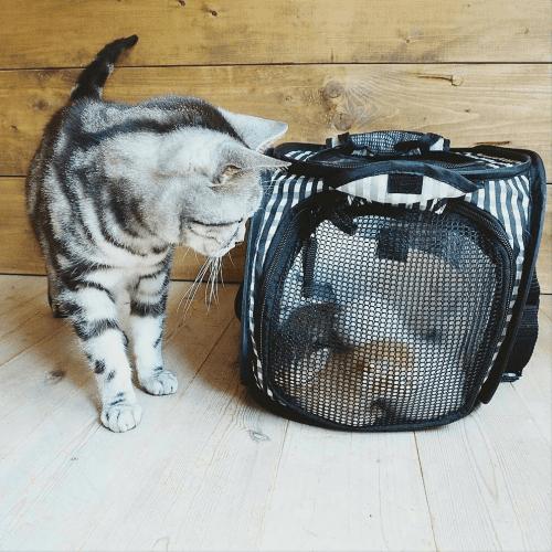 猫壱（necoichi） 猫 キャリーバッグ ポータブル 猫 避難 折りたたみ
