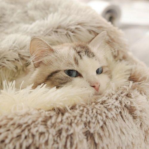 猫 ベッド おしゃれ ドーム型 ラウンド 2WAY M : ネコグッズ kocka