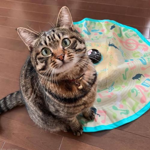 猫壱（necoichi） 猫 おもちゃ 電動 猫おもちゃ ひとり遊び キャッチ