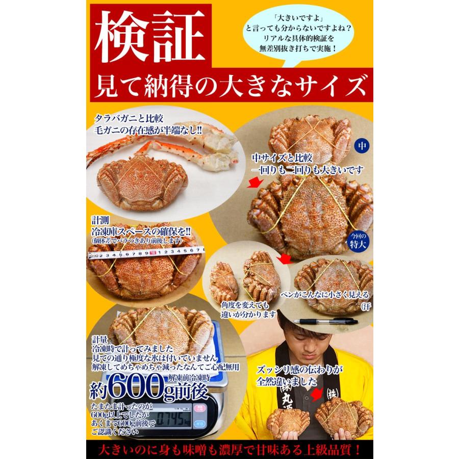 【スポット在庫限り】毛ガニ 特大 660g前後×3尾 (毛蟹 毛がに kegani けがに カニ味噌 蟹味噌)（訳あり 訳有 わけあり 多少脚折れたし脚等）｜kod｜03