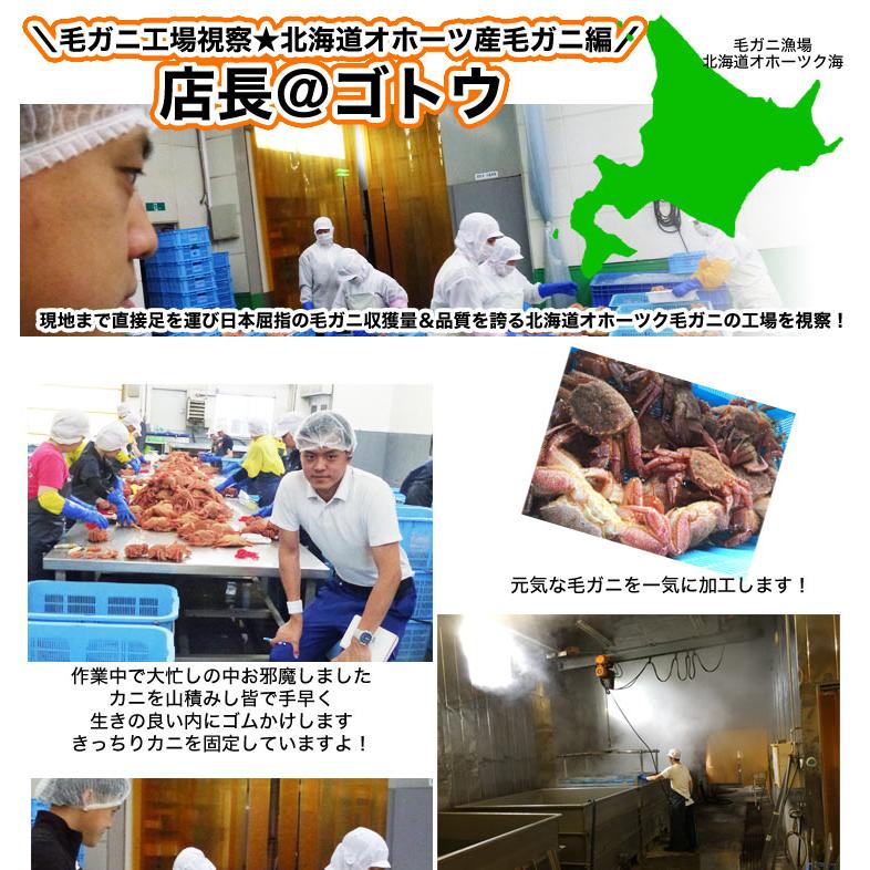 毛ガニ 360g前後×2尾 プレミアム北海道産(毛蟹 毛がに kegani けがに かに カニ味噌 蟹味噌) |  | 03