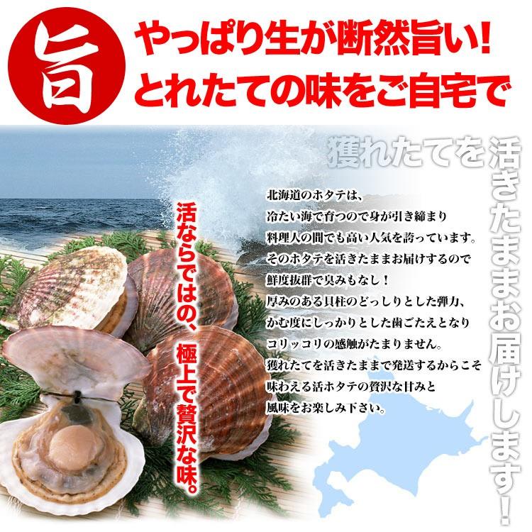 【お届け日指定不可】ホタテ ほたて 活 貝付 2.5〜3kg 15〜18枚前後 (収獲次第出荷/お届け日指定不可/選択無効/キャンセル不可/不在注意)（1〜2週間程度で出荷） |  | 03