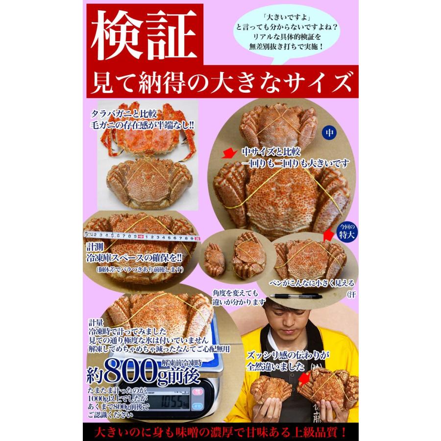 【在庫限り】スーパージャンボ 2尾で2kg前後 セット 毛ガニ 北海道産 プレミアム （毛蟹 けがに kegani かに カニ カニ味噌 特大を超えた超特大） |  | 03