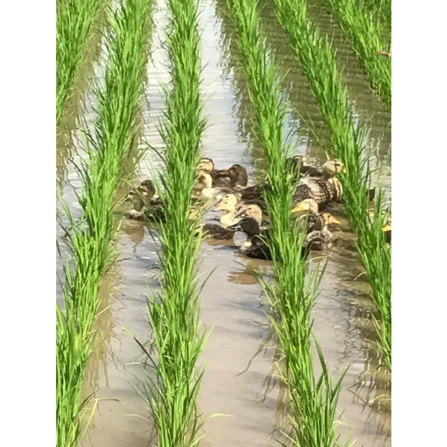 令和6年産 熊本 菊鹿の米 あいがも農法米 2kg ( ヒノヒカリ 令和6年産 熊本 菊鹿の米 あいがも農法米 2kg ( ヒノヒカリ