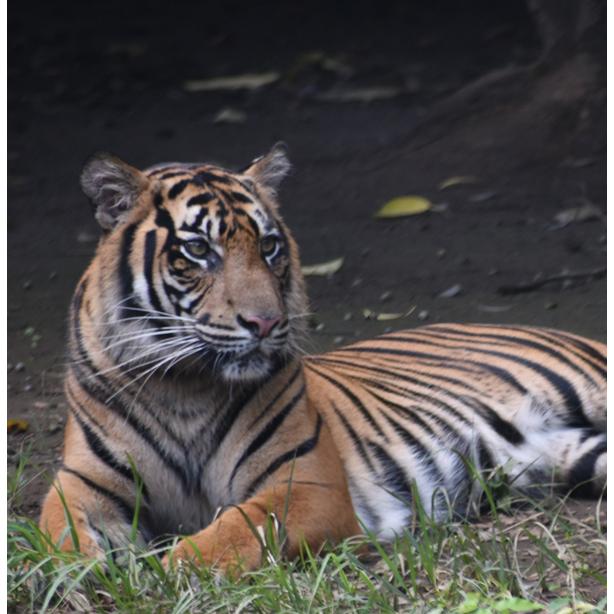 ちりめん干支 寅 Sサイズ CHIRIMEN TIGER 2022年 干支置物 縮緬 トラ