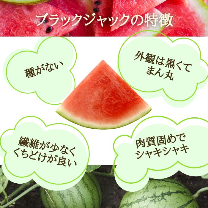 予約開始 7月下旬頃順次発送予定】スイカ 大玉 ブラックジャック 山形