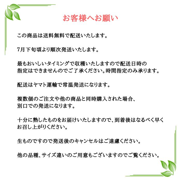 スイカ 中玉 金色羅皇 山形県産  村山 5kg以上 種少ない ギフト 贈答用 7月下旬順次発送予定｜kodawari-yamagata｜12