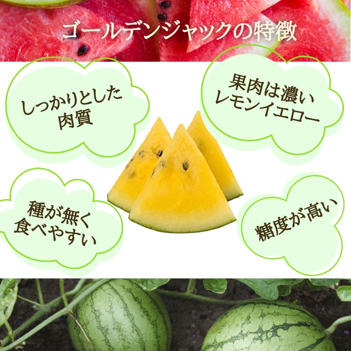 予約開始 7月下旬頃順次発送予定】スイカ 大玉 ゴールデンジャック