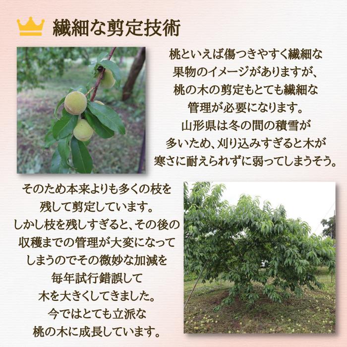 桃 陽夏妃 山形県産 東根 3L 3kg 秀品 白桃 もも ギフト 家庭用 8月