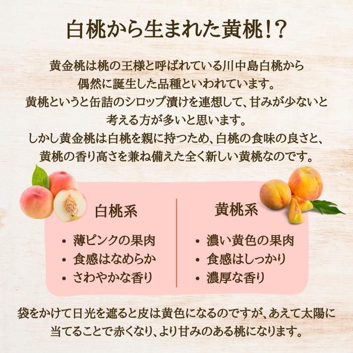 桃 黄金桃 無袋 山形県産 東根 3L 3kg 秀品 黄桃 もも ギフト 家庭用 8