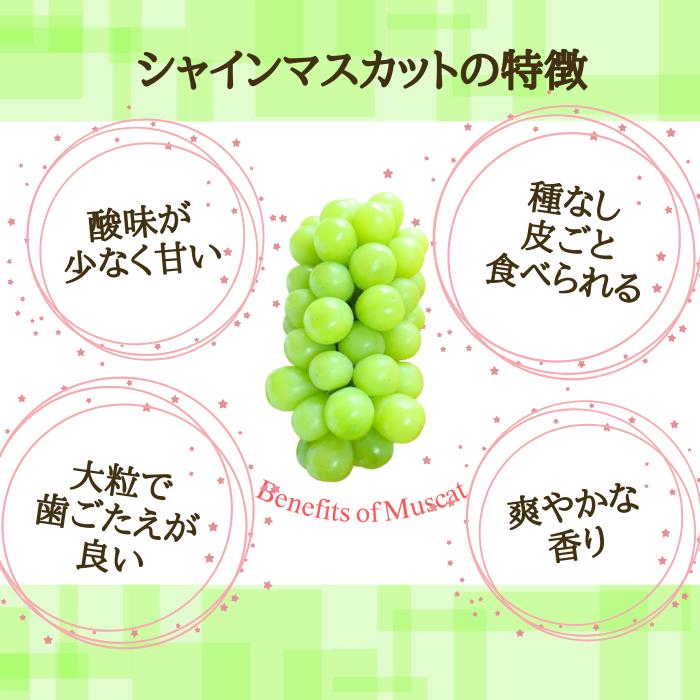 ぶどう シャインマスカット 山形県産 天童 粒売り 300ｇ×2パック 種なし 家庭用 9月下旬〜10月上旬頃順次発送予定｜kodawari-yamagata｜02