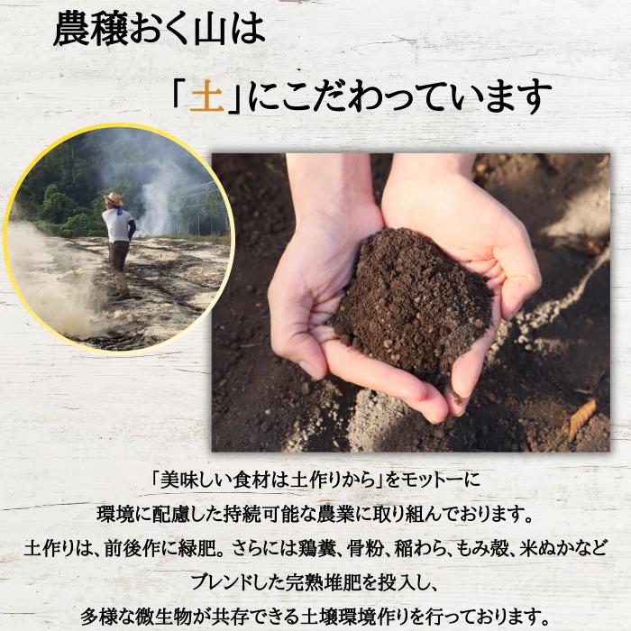 2026年10月上旬以降順次発送】さつまいも きみまろこ 山形県産 村山