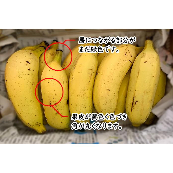 送料無料 沖縄県産アップルバナナ 約1.5kg もっちり 甘い りんご