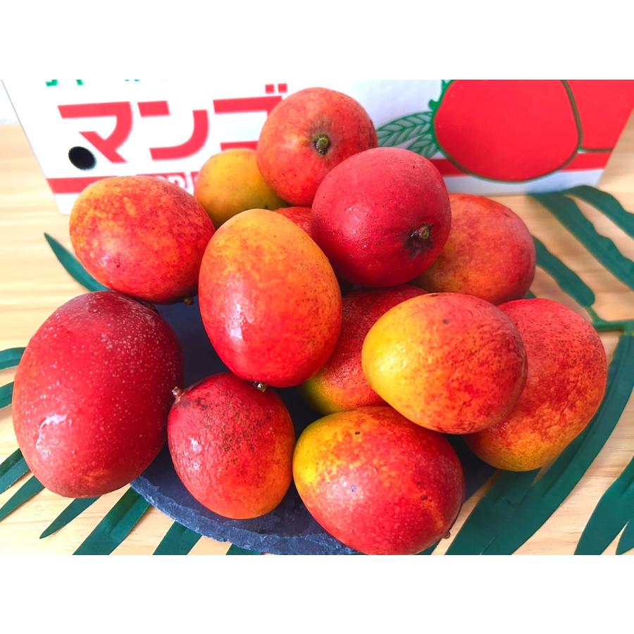 ※ AJ様ご注文品※沖縄県産ミニマンゴー 3kg 沖縄県産ミニマンゴー3kg 送料無料 ご家庭用 ギフト対応不可