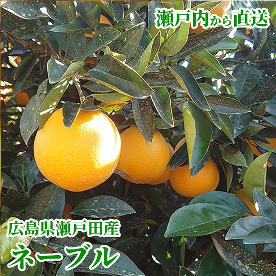 送料無料 広島県瀬戸田産 有光農園 ネーブル 約5kg 香り高く 果汁