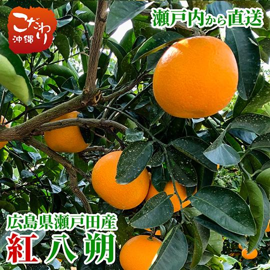 送料無料 広島県瀬戸田産 有光農園 紅八朔 約5kg 瀬戸内 広島 柑橘の里