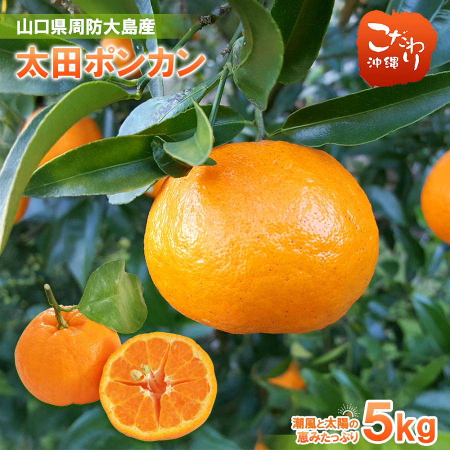 送料無料 山口県周防大島産 片岡農園 太田ポンカン 5kg 10kg ぽんかん