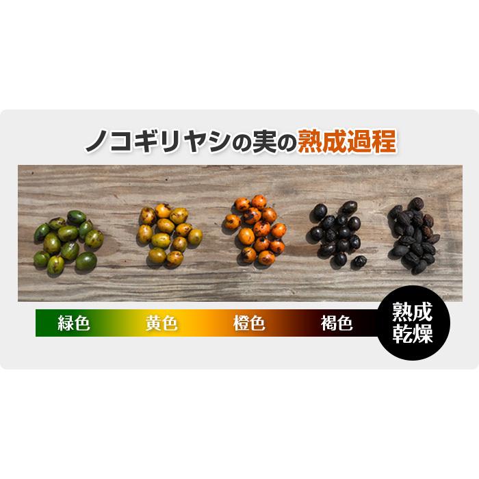 やわた ノコギリヤシ おためし 八幡物産 15日分15粒入 : こども雑貨