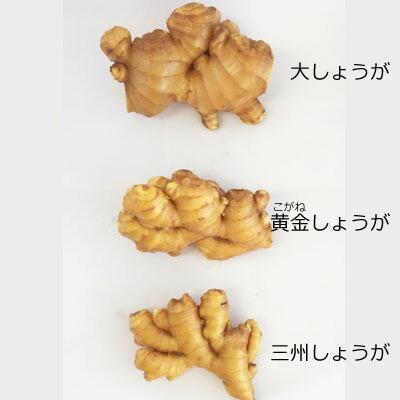 高知産 三州生姜 2kg 送料無料 業務用 高知県産 生姜 国産 根生姜 囲い
