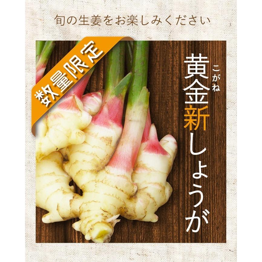 高知産 ハウス栽培 黄金新生姜 1kg 送料無料 季節限定  高知県産 三州生姜 生姜 国産 根生姜 囲い生姜 坂田信夫商店｜koganenosato｜02