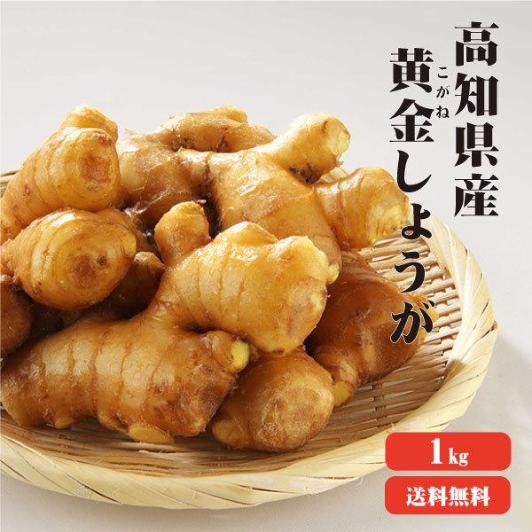 高知産 黄金生姜 1kg 送料無料 業務用  高知県産 三州生姜 生姜 国産 根生姜 囲い生姜 坂田信夫商店｜koganenosato