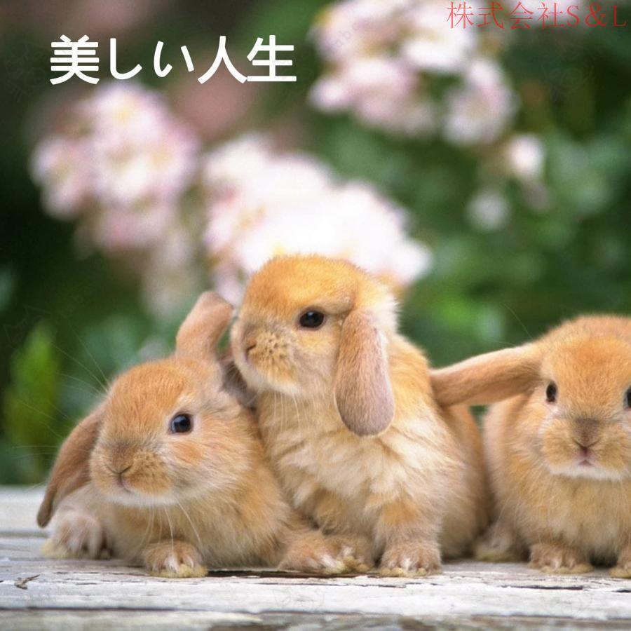 ★ウサギページ★ 楽天市場】【返品 未使用 バーゲンセール】ペットケージ 飼育ケージ